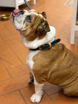 Classic Black Leather Dog Collar