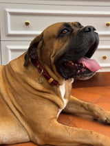 Chianti Maroon Leather Dog Collar