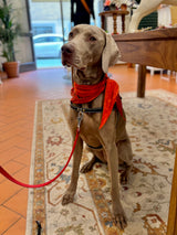 Classic Black Leather Dog Harness