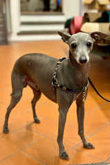 Classic Black Leather Dog Harness