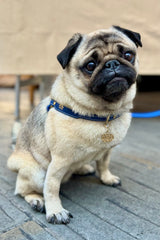 Ocean Blue Leather Dog Harness