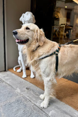Cypress Green Leather Dog Harness