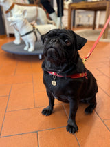 Poppy Red Leather Dog Harness