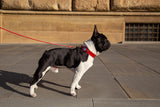 Florenze AirTag Leather Dog Collar