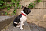 Leather Dog Collar Edition - AirTag