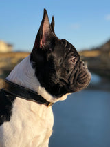 Classic Black Leather Dog Collar