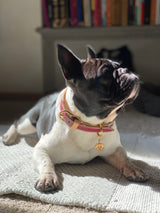 Leather Dog Collar - Chianti Maroon