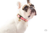 Roses Pink Leather Dog Collar