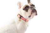 Roses Pink Leather Dog Collar
