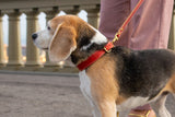 Poppy Red Leather Dog Collar
