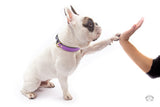 Lavender Purple Leather Dog Collar