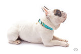Acqua Turquoise Leather Dog Collar