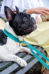 Acqua Turquoise Leather Dog Collar