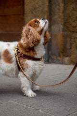 Chocolate Brown Leather Dog Harness