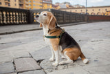 Cypress Green Leather Dog Harness