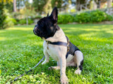 Ocean Blue Leather Dog Harness