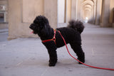 Poppy Red Leather Dog Harness