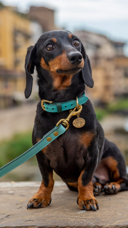 Designer Dog Collars, LA VILLA, Leather Dog collar