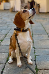 Classic Black Leather Dog Collar