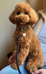 Classic Black Leather Dog Collar