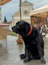 Sunset Orange Leather Dog Collar
