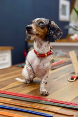 Poppy Red Leather Dog Collar