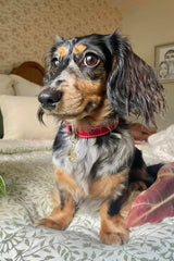 Poppy Red Leather Dog Collar