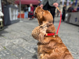 Poppy Red Leather Dog Collar
