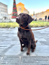 Saddle Brown Leather Dog Collar