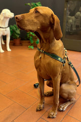 Cypress Green Leather Dog Harness