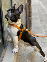 Dog on a leash standing on a sidewalk