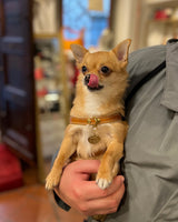 Small dog being held by a person with a blurred indoor background