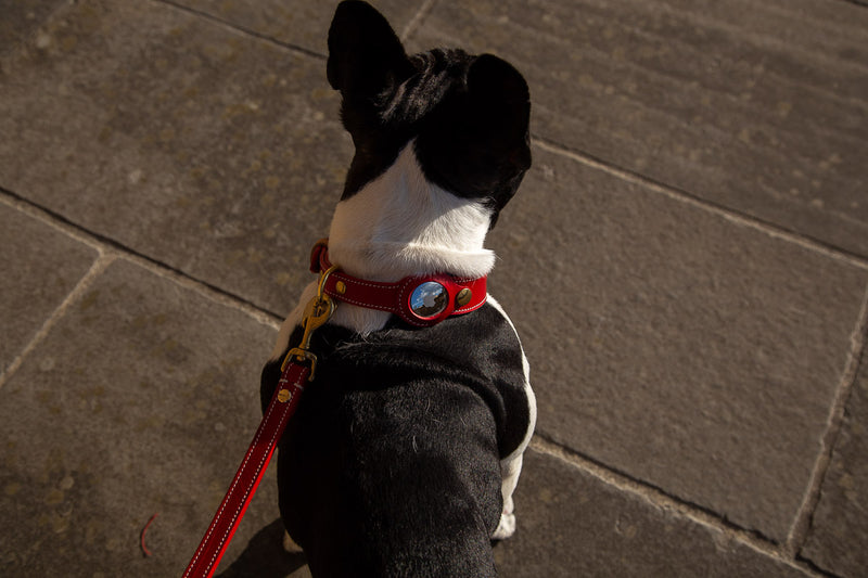 Florenze AirTag Leather Dog Collar