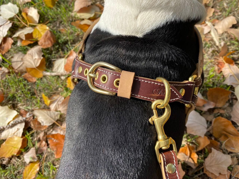 Chocolate Brown Leather Dog Harness