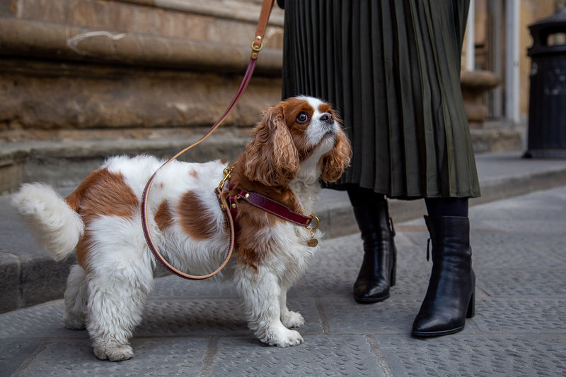 Chianti Maroon Leather Dog Harness