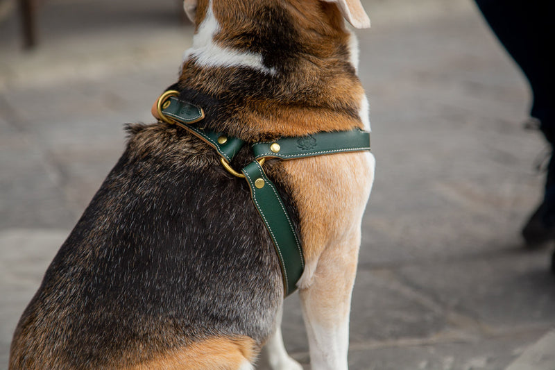Cypress Green Leather Dog Harness – Florenze Luxury Pet Accessories
