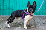 Lavender Purple Leather Dog Harness
